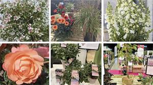 Winning plants